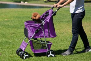 #4. Paws and Pals Cat Strollers
